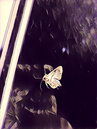 Matt Briggs’ story ‘Messages From the Moths’ in Pacifica Literary Magazine.
