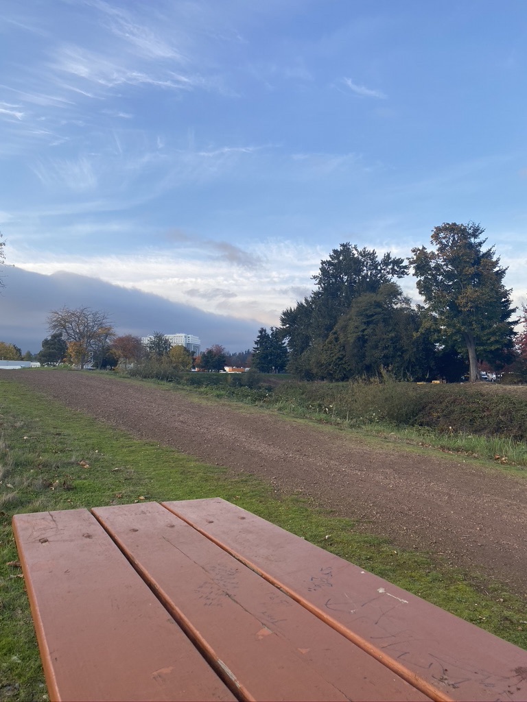 A bench on the Green River Trail hidden in plain sight.